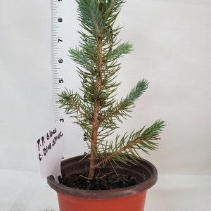 Colorado Blue Spruce tree in a 3 inch nursery pot. Picea pungens. Great for landscaping, yards and Christmas trees.