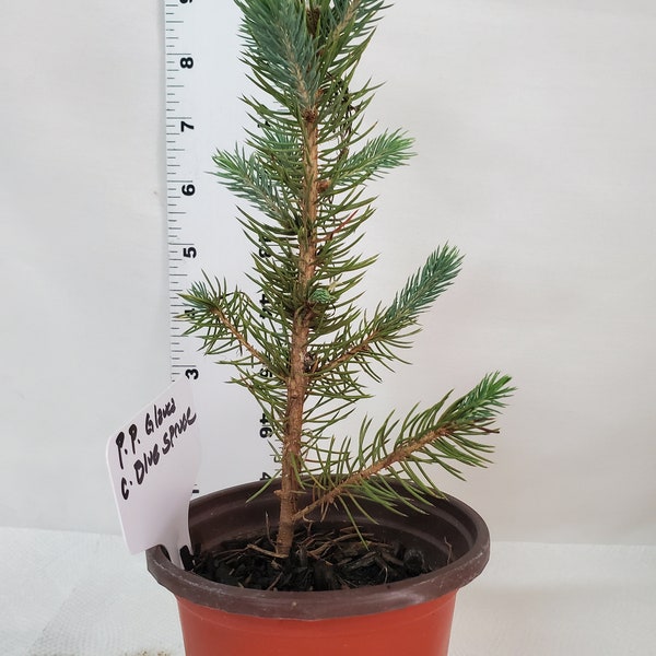 Colorado Blue Spruce tree in a 3 inch nursery pot. Picea pungens. Great for landscaping, yards and Christmas trees.