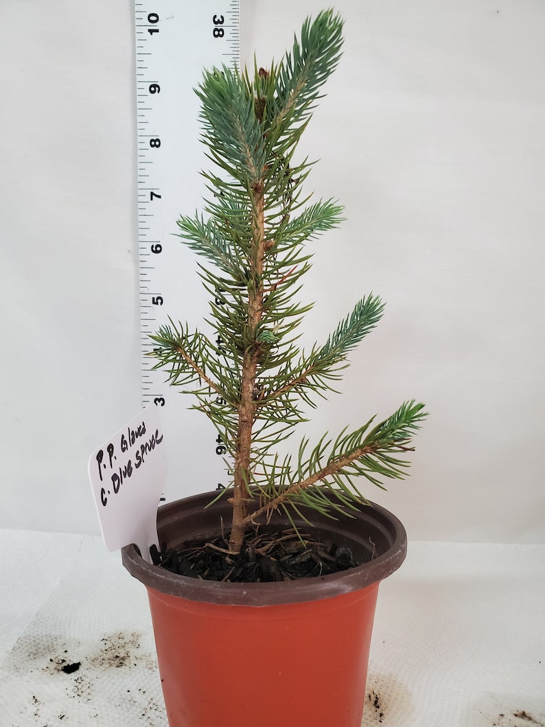 Colorado Blue Spruce tree in a 3 inch nursery pot. Picea pungens. Great for landscaping, yards and Christmas trees. image 1