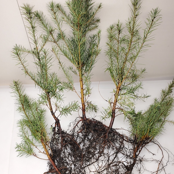 Pre Bonsai 5 pack 18 inch Bare Root Rocky Mountain Douglas-fir Trees. Pseudotsuga Menziesii.