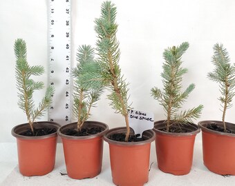 10x Colorado Blue Spruce trees in small nursery pots. pre bonsai, landscape, Christmas. Picea pungens.