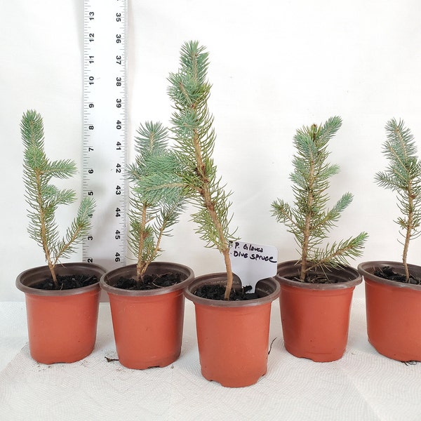 5x Colorado Blue Spruce trees in small nursery pots. pre bonsai, landscape, Christmas. Picea pungens.