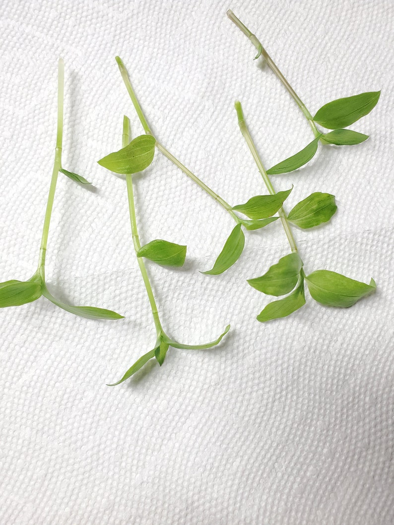 5 Unrooted Inch Plant Cuttings Ready for Propagation Etsy