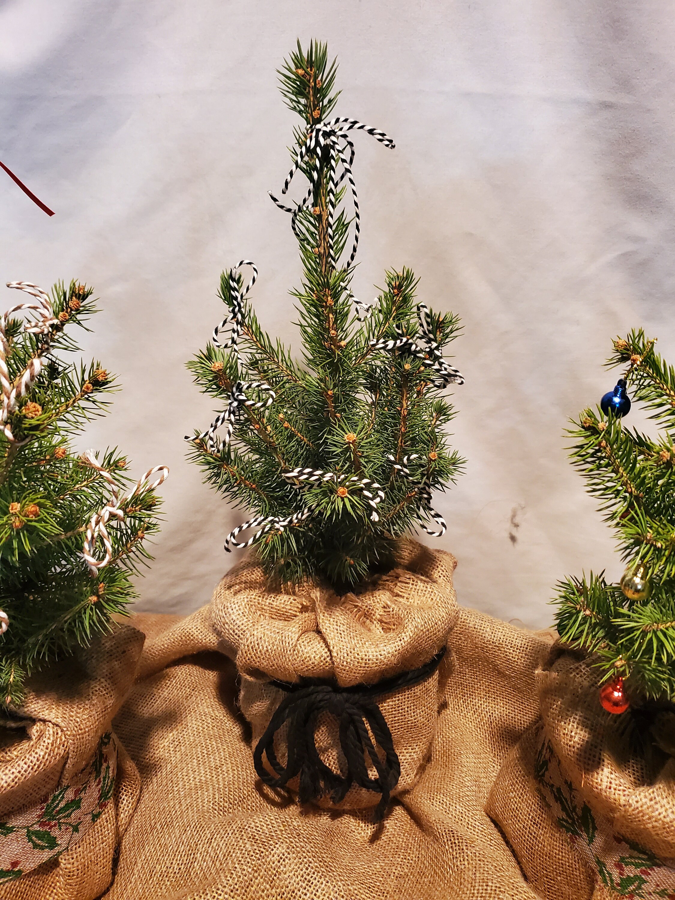 Live Blue Spruce Decorated Christmas Tree in Gallon Nursery Etsy