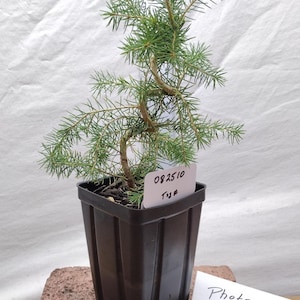 EXACT Norway Spruce Pre Bonsai Tree Pictured- Norway Spruce tree in a pot Tag #082510 Picea abies. Live.