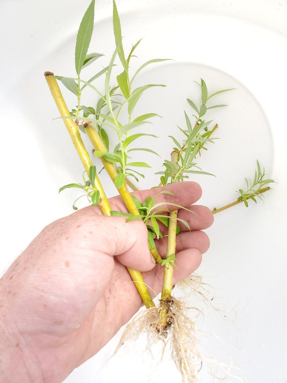 3 Rooted Weeping Willow Tree Cuttings Great for Bonsai and Etsy