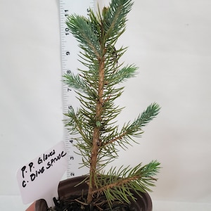 Colorado Blue Spruce tree in a 3 inch nursery pot. Picea pungens. Great for landscaping, yards and Christmas trees. image 2