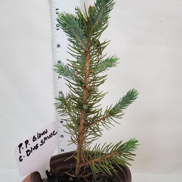 Pre Bonsai Blue Spruce. Picea Pungens. Live 9 inch in Nursery Pot.