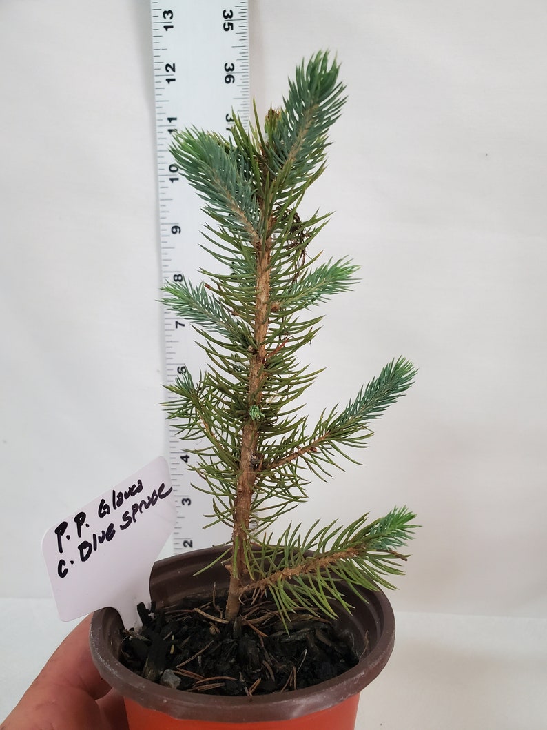 Colorado Blue Spruce tree in a 3 inch nursery pot. Picea pungens. Great for landscaping, yards and Christmas trees. image 2