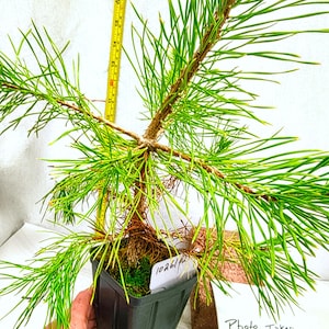 May include: A young pine tree in a black square plastic pot with a yellow measuring tape showing a height of approximately 17 inches. The tree has green needles and a brown trunk. A white tag reads 1026/p2 and another reads Photo Taken Sept. 2026.