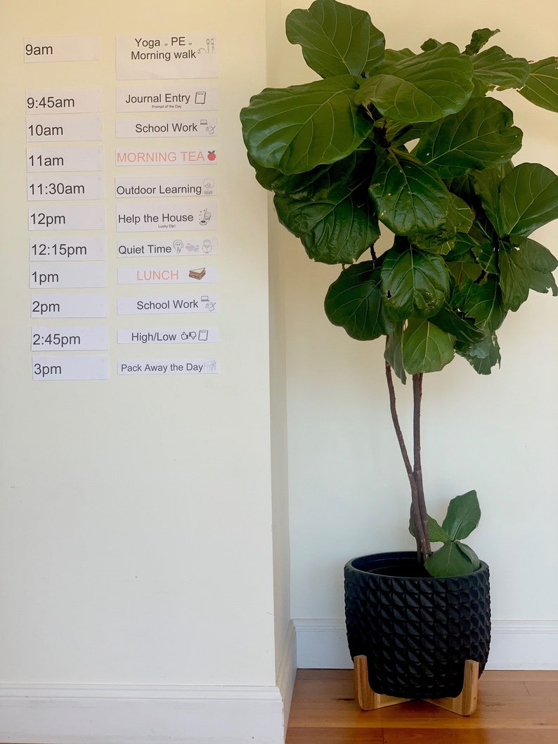 May include: A large potted Fiddle Leaf Fig plant with vibrant green leaves stands next to a wall with a printed daily schedule. The schedule includes times and activities like "Morning walk," "School Work," and "Lunch."