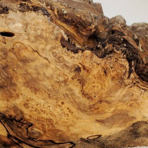 Sizable spalted ambrosia maple burl cap with one of a kind figure. Still shops green and ready for your next turning project.