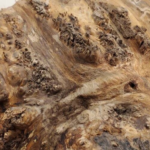 Sizable spalted ambrosia maple burl cap with one of a kind figure. Still shops green and ready for your next turning project.