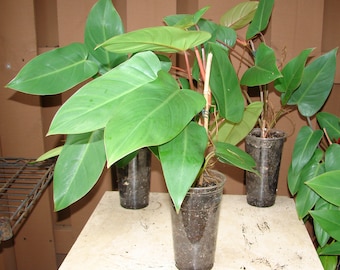 sansevieria black and gold Black and Gold Sansevieria trifasciata main image 0