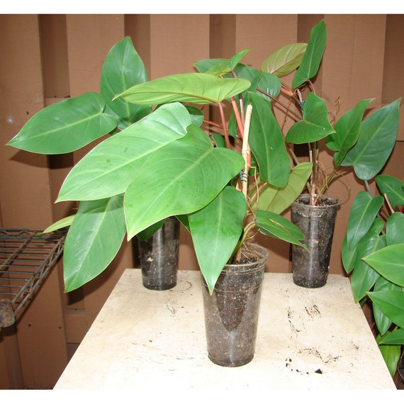 maranta prayer plant Prayer Plant (Maranta) ⭐⭐⭐⭐⭐