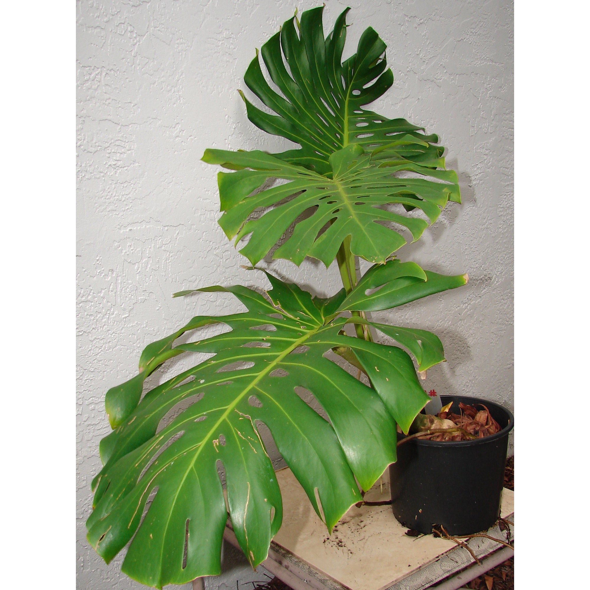Giant Monstera Deliciosa swiss Cheese Plant, Ceriman, Cutleaf Philodendron,  Mexican Breadfruit 3ft Shipped From Sunny Florida 