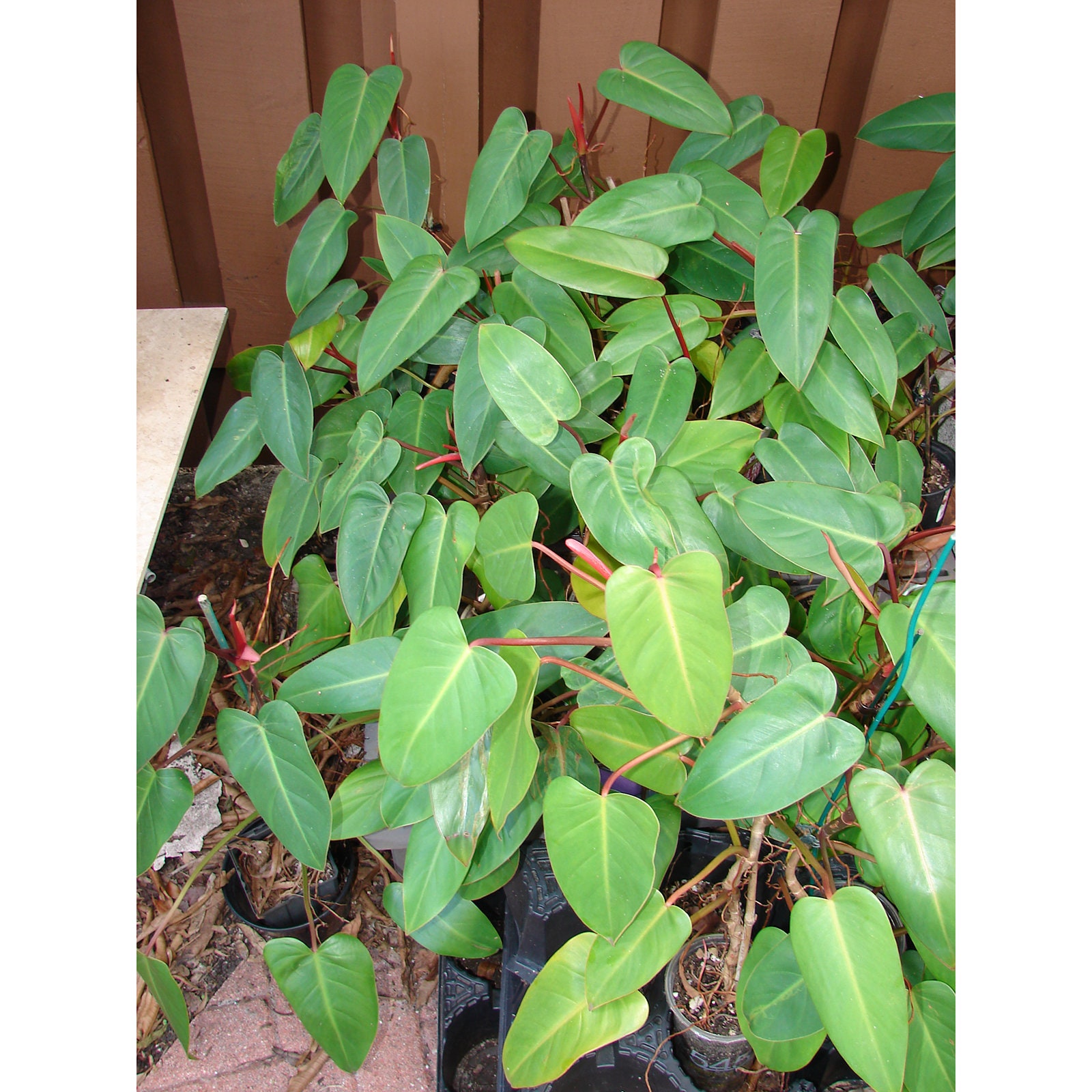 Red Emerald Philodendron Erubescens Plant 17 Tall Stem, Medium Size Red  Emerald Philodendron - Etsy