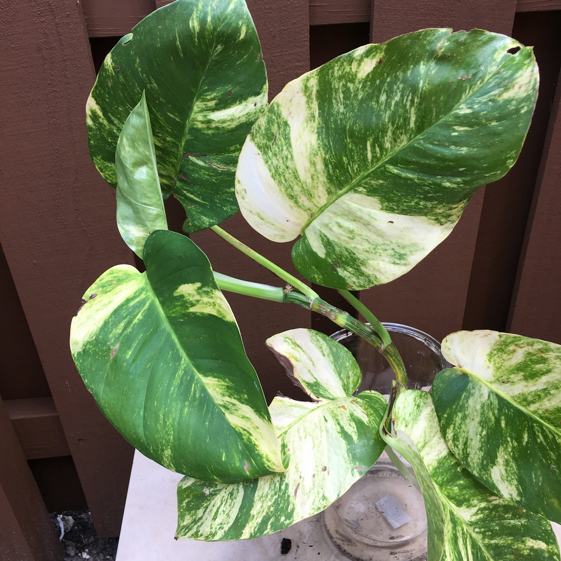 Giant Variegated Golden Pothos Top Cuttings 10 leaves Etsy