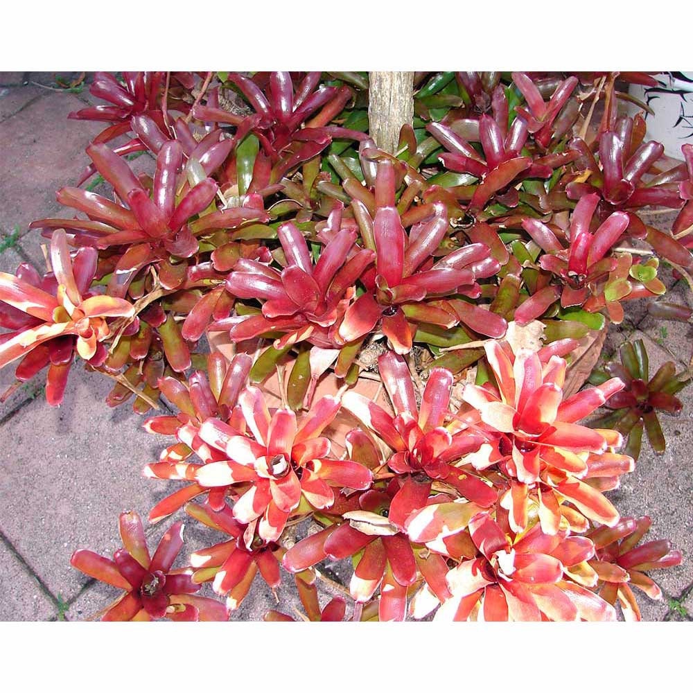 Neoregelia Bromeliad ‘Mini Fireball’ – 2 Live Pups – Fast Growing Tropical Houseplant