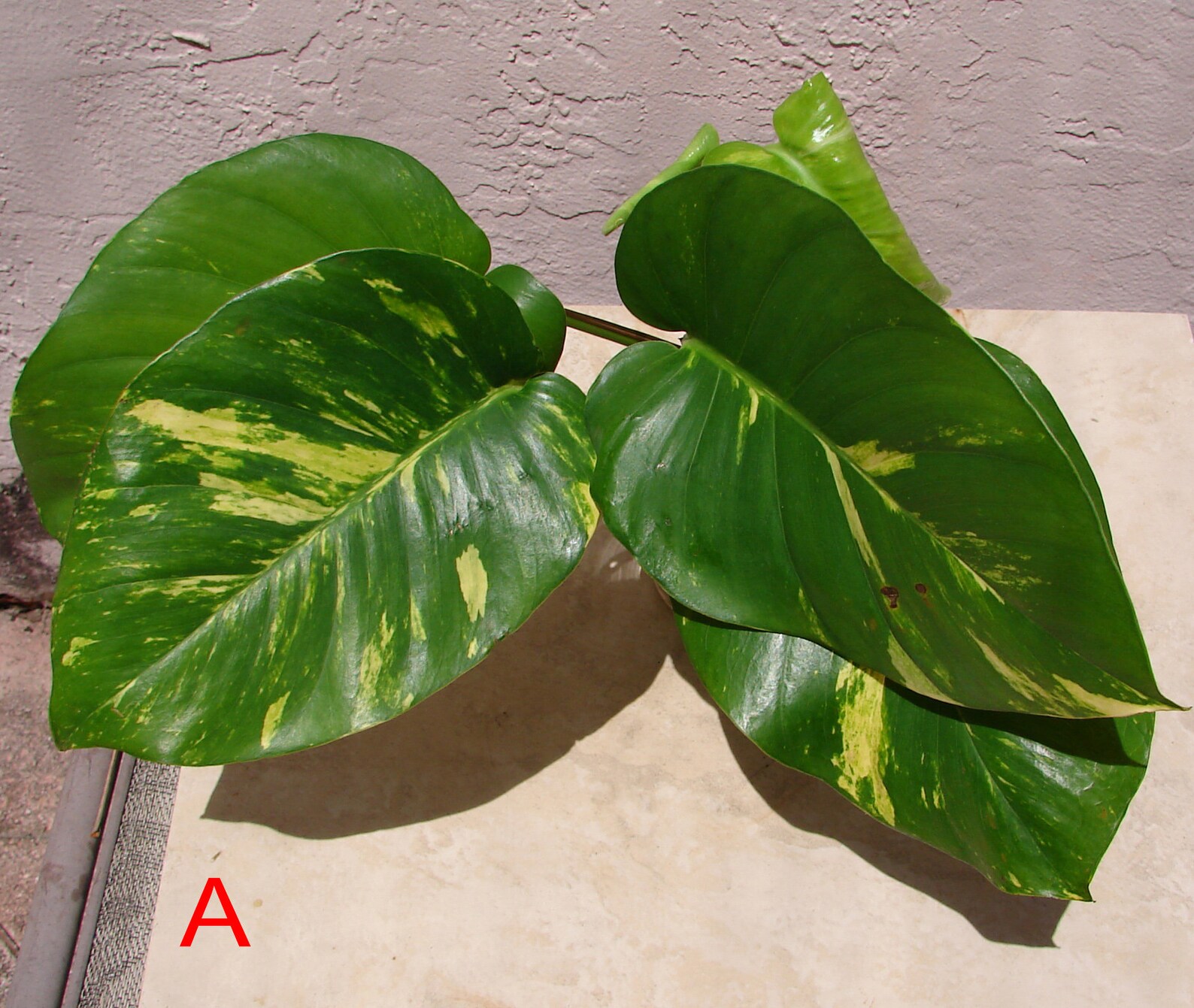 Giant Variegated Golden Pothos Top Cuttings 1220 leaves Etsy