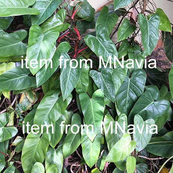 philodendron gloriosum crawler Philodendron gloriosum 'Verde' main image 1