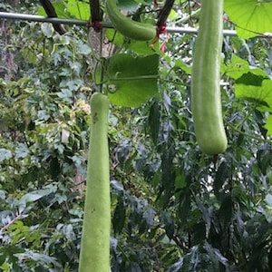 Long Gourd Melon Seeds( 瓠子 ) 10pcs,Free Shipping USA