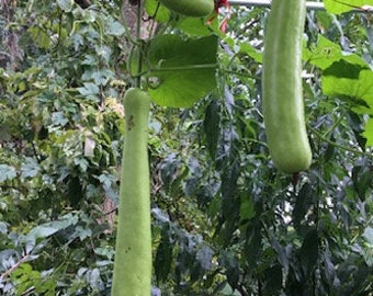 Long Gourd Melon Seeds( 瓠子 ) 15pcs,Free Shipping USA