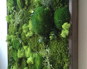 May include: A framed moss wall art piece with a variety of green moss textures and shades. The moss is arranged in a natural, organic pattern, creating a visually appealing and calming effect.