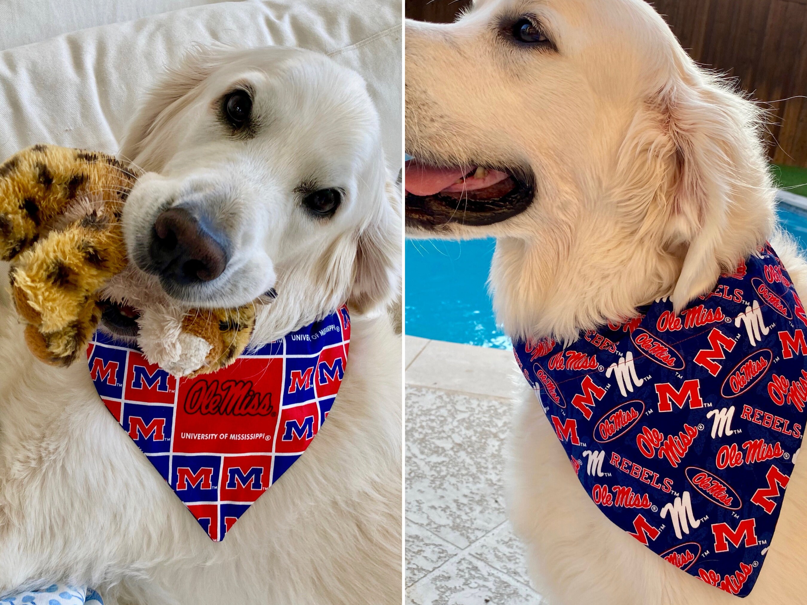 UNIVERSITY OF MISSISSIPPI PINK DOG COLLAR