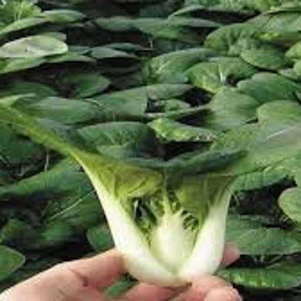 Pak Choy Baby Extra Dwarf 150 seeds Chinese Cabbage, Heirloom Garden Seeds Open Pollinated Container Gardening Vegetable Gardening Non-GMO