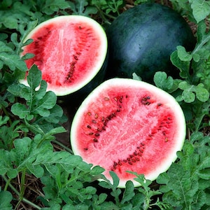 Watermelon &#39;Sugar Baby&#39;  - compact watermelon for Container Gardening,  Very Sweet - 20 seeds