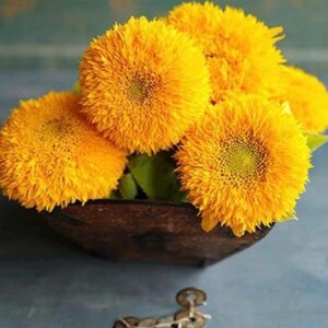 May include: A bouquet of bright yellow fluffy sunflowers in a brown wooden bowl. The sunflowers have a fuzzy texture and are arranged in a cluster.