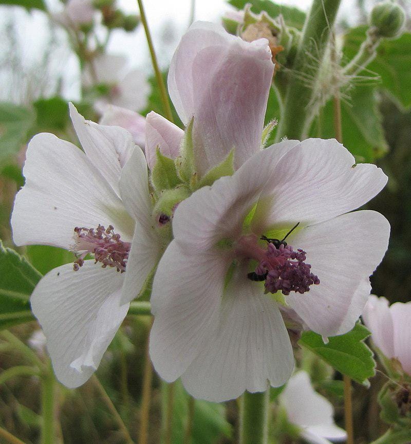 Marshmallow Plant Seeds: Edible Medicinal Herb, Pink & White Blooms (100 Seeds)