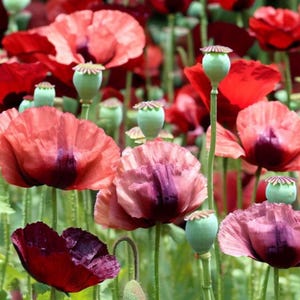 Poppy Seeds -  Papaver Somniferum -  Flowers arecolorful and rare - edible seeds - .5 oz. -  24,000 seeds