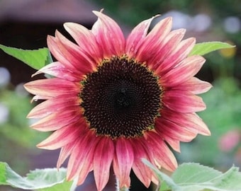 Ruby Eclipse Sunflower Seeds: Pink, Cream, Rose Blend 20 seeds