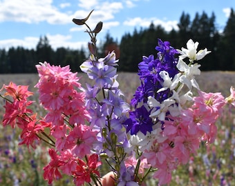 Larksur Seeds Emperial Blue/ Pink Pefection mixed colors 200 seeds