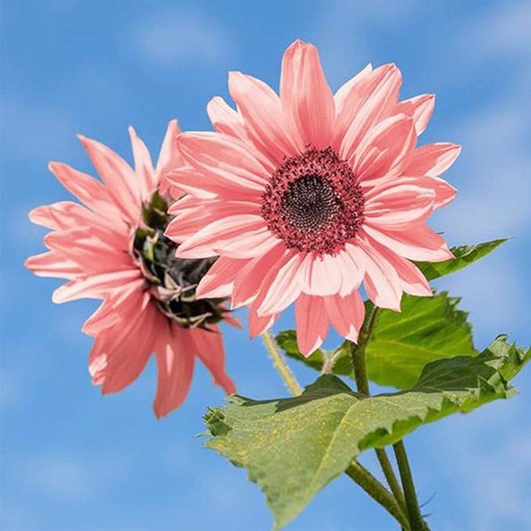 20 Seeds Pink Sunflowers Rare Planting Sunflower Gardening, Planting ...