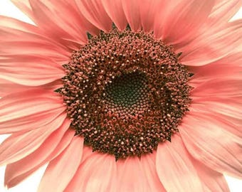 20 Seeds Pink Sunflowers Rare Planting Sunflower gardening, Planting, summer, plant, flower