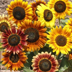 Autumn Beauty Sunflower Seeds: Red, Orange, Yellow Blend - 50 Seeds