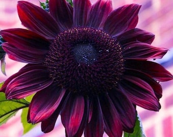 Chocolate Cherry Sunflower Seeds: Red-Brown Cut Flowers - 40 Seeds