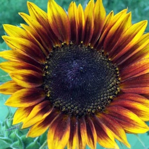 Sunflower  Ring of Fire  25 Seeds - Stunning Bicolored Blooms - Culinary & Medicinal Plant - Attracts bees Cut Flowers