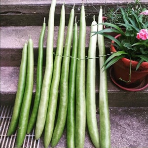 Cucuzza Squash Seeds 15 |  Rare,  Lagenaria Cucuzzi Snake Gourd Italian Tromboncino Long Bottle Calabash Dudhi Lauki Vegetable Seed