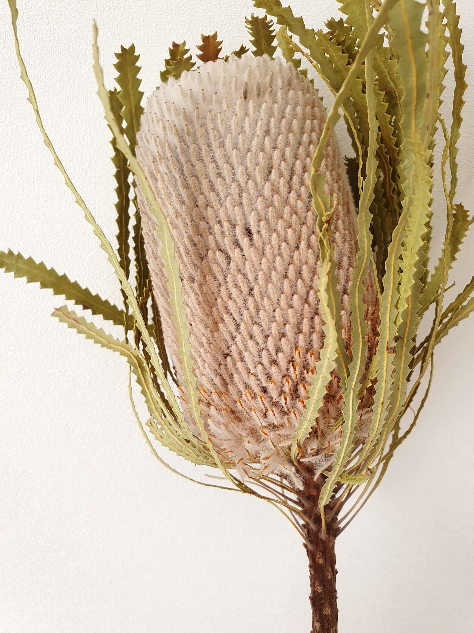 Dried Banksia Dried Banksia Flower Bouquet Dry banksia Etsy
