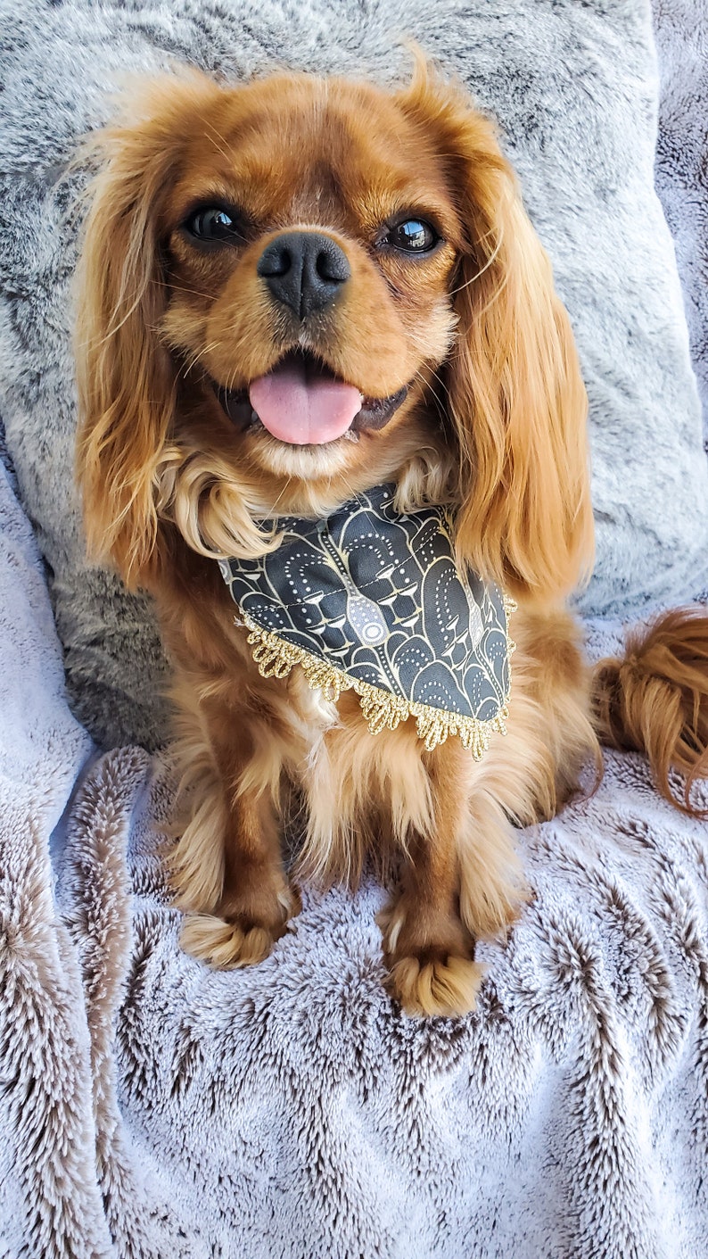 Doggy Kisses at Midnight; Reversible over the collar dog bandana; pet bandana winter holiday confetti new years champagne