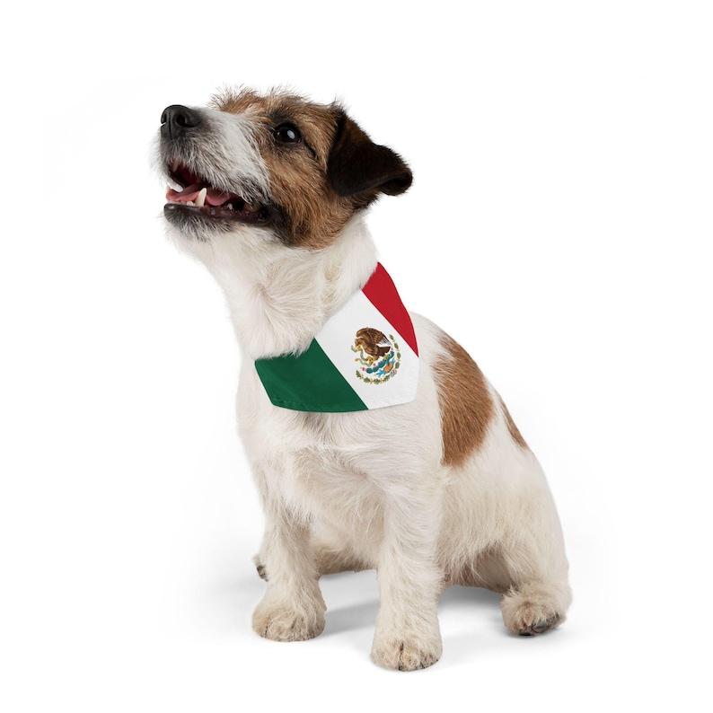 Puede incluir: Un perro Jack Russell Terrier blanco y marr&oacute;n con un pa&ntilde;uelo verde, blanco y rojo con la bandera mexicana. El perro est&aacute; sentado y mirando hacia arriba.
