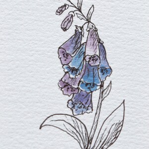 May include: A watercolor illustration of a foxglove flower. The flower is depicted with purple and blue bell-shaped blooms, detailed with delicate shading. The stem and leaves are outlined in black ink against a white background.