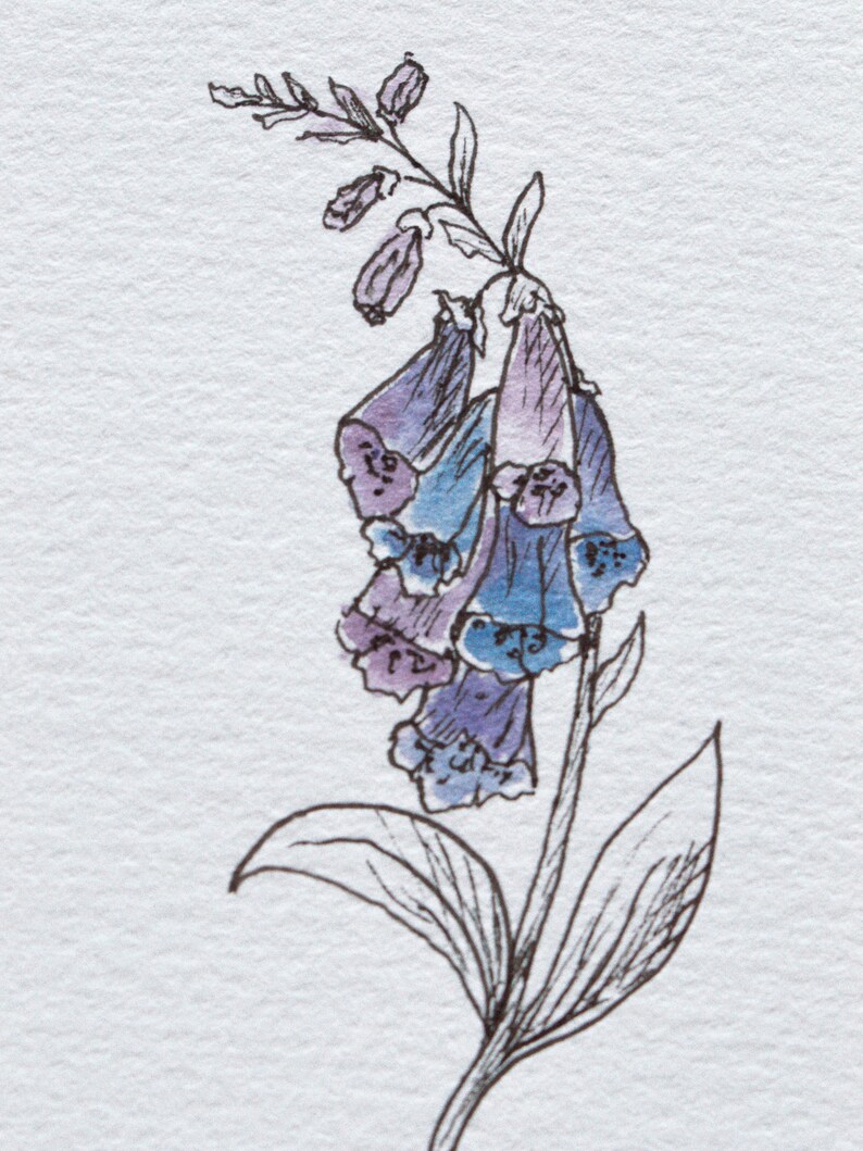 May include: A watercolor illustration of a foxglove flower. The flower is depicted with purple and blue bell-shaped blooms, detailed with delicate shading. The stem and leaves are outlined in black ink against a white background.