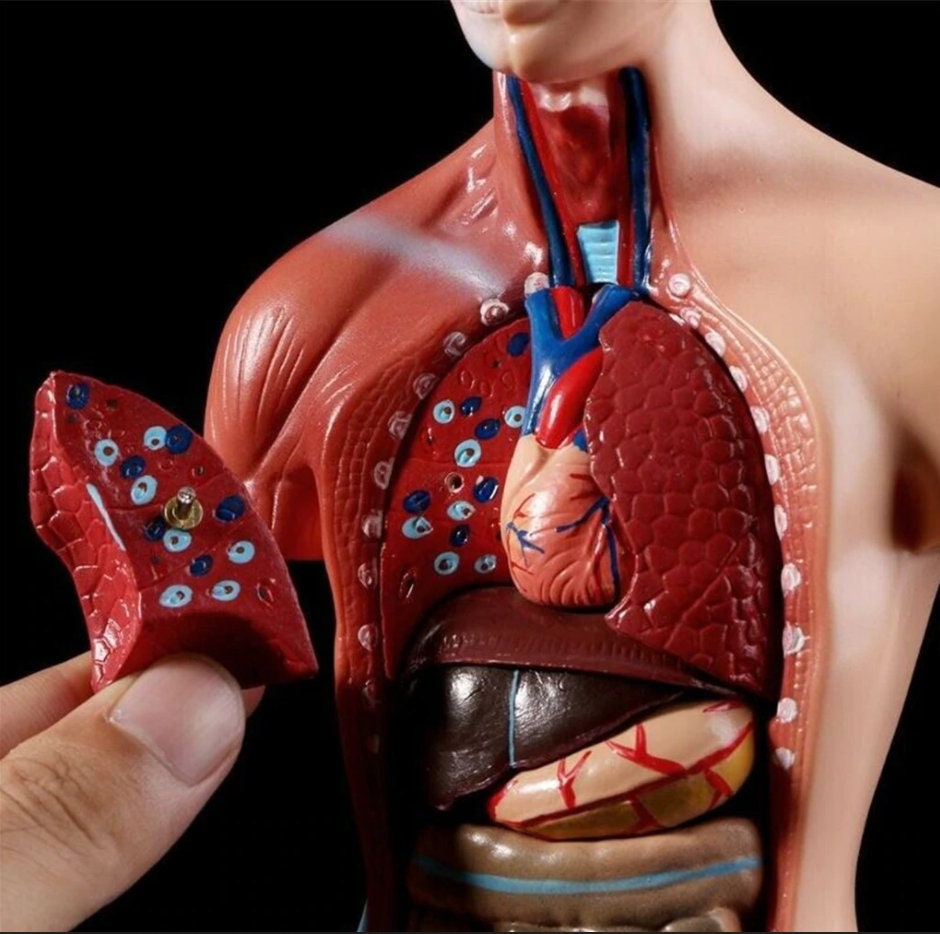Human Anatomy Set for Students and Children | Etsy