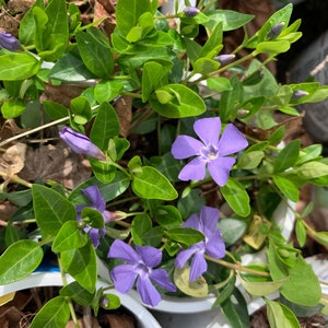 Vinca minor - Blue-flowered Periwinkle