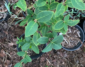 Lonicera (unidentified) - Honeysuckle Vine